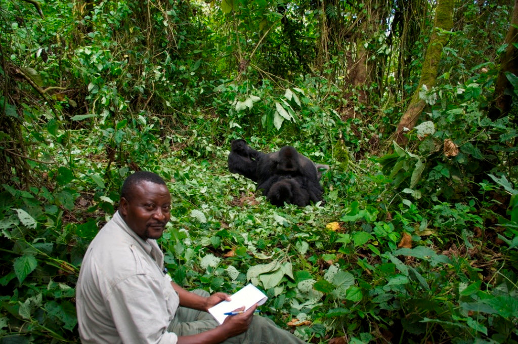 Slowly, Slowly: Conserving Gorillas in a Warzone