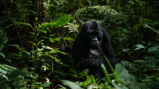 Earthshot Prize finalist John Kahekwa signs with BSPG for major conservation book